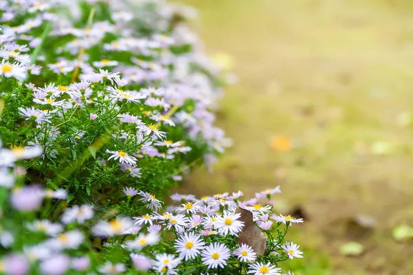 Asters Kwiaty Łóżko Kwiatowe Astry Kwitną Jesienią Przestrzenią Kopiowania Selektywne — Zdjęcie stockowe