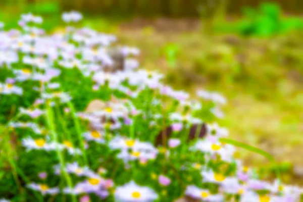 Kwiaty Asters Łóżko Kwiatowe Kwitnące Astry Jesienią Przestrzenią Kopiowania Selektywne — Zdjęcie stockowe