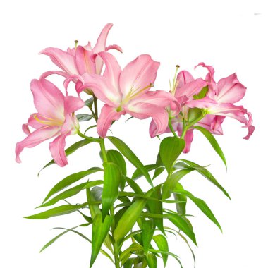 Pembe zambaklar. Lily çiçekleri. Beyaz üzerine izole edilmiş güzel çiçekler. Tasarım için harika şablon