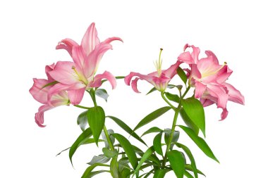 Pembe zambaklar. Lily çiçekleri. Beyaz arka planda izole edilmiş yakın plan çiçekleri. Tasarım için harika şablon