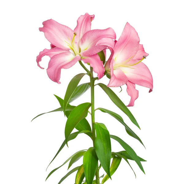 Pembe Zambaklar Lily Çiçekleri Çiçekler Beyaz Arka Planda Izole Edilir — Stok fotoğraf