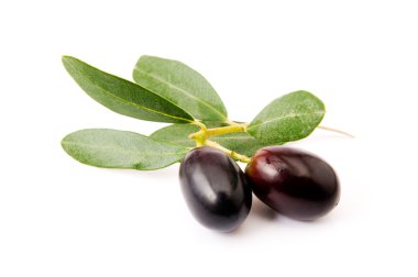 izole zeytin