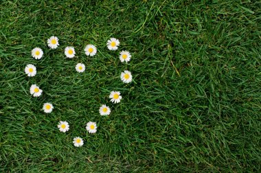 Daisy kalp bir çayırda