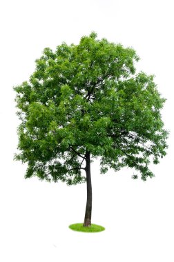 izole ağaç