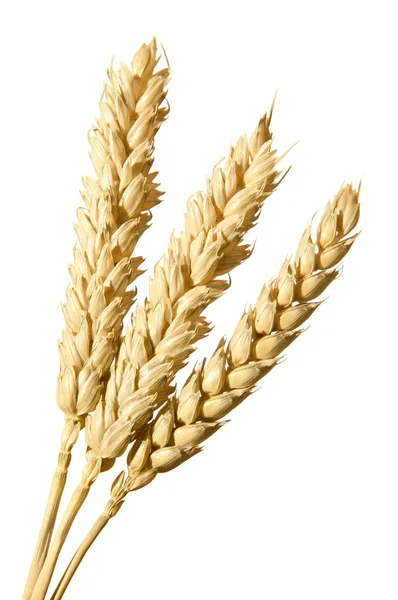 Mazzo di spighe di grano — Foto Stock