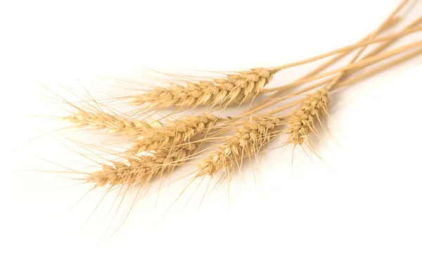 Isolated bunch of wheat — Stock Photo, Image