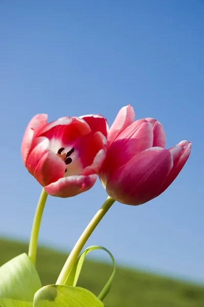 Pink tulips — Stock Photo, Image