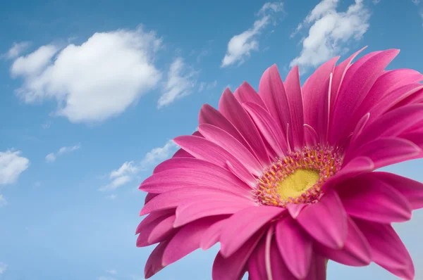 Margherita Gerber viola — Foto Stock