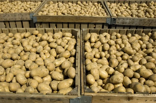 Caixas grandes cheias de batatas — Fotografia de Stock