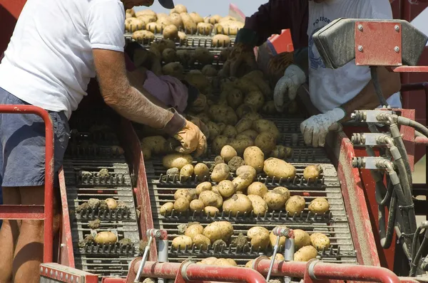 Einige Männer wählen gute Kartoffeln aus Schrott — Stockfoto