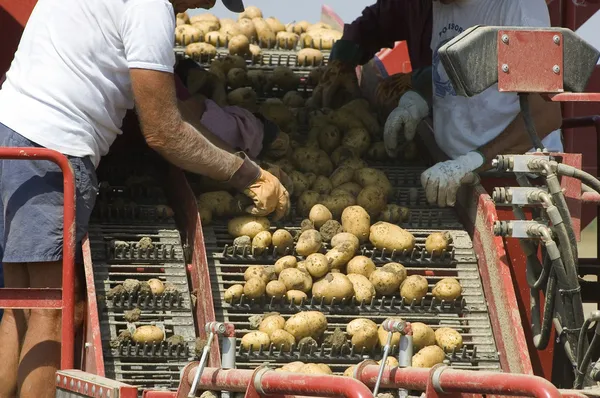 Algunos hombres seleccionan buenas papas de la chatarra — Foto de Stock