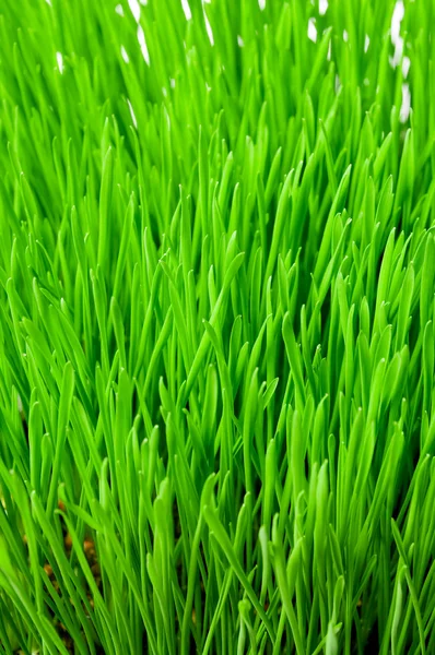 Green grass Stock Photo