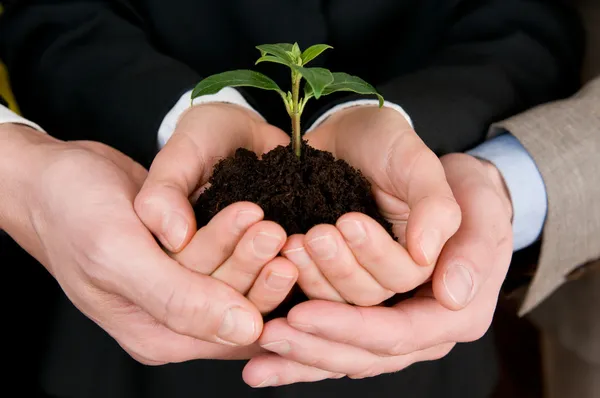 Growing green business — Stock Photo, Image