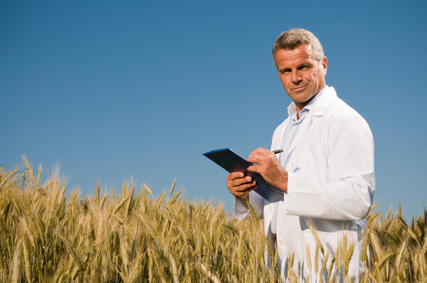 Technician in a wheat field