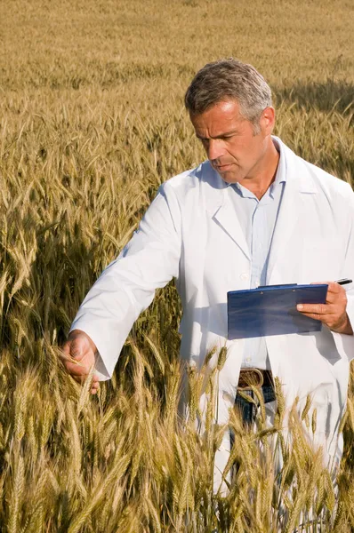 Technicus in een tarweveld — Stockfoto