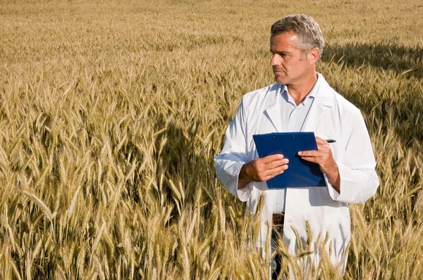 Controllo di qualità prima della raccolta del grano — Foto Stock