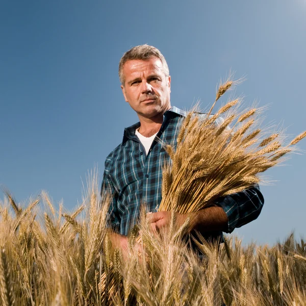 Фермер с кучей пшеницы — стоковое фото