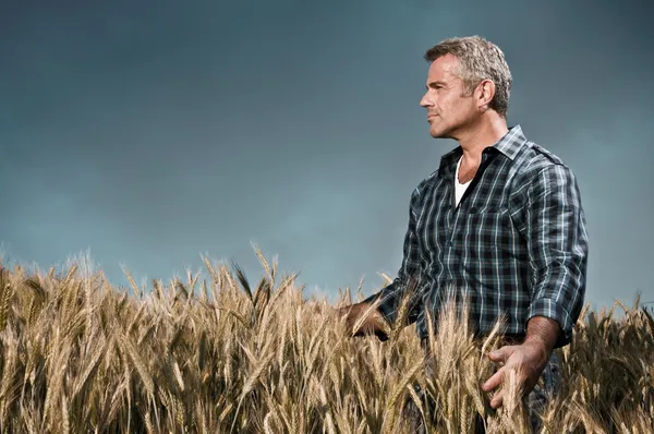 Farmer tiene cuidado de su campo de trigo — Foto de Stock