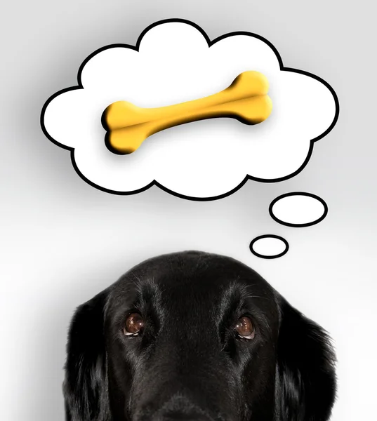 Thinking dog — Stock Photo, Image