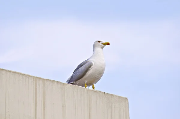 Gaivota — Fotografia de Stock