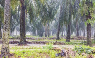 Palm tree plantation during heavy rain in Sabah, Borneo, Malaysia. Much rainforest has been replaced by palm oil plantations and the natural habitat of many animal species has been destroyed