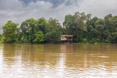 Borneo, Malezya 'nın tropikal yağmur ormanlarında bir nehir gezisinde. Geniş nehir boyunca yemyeşil bitki örtüsü ve büyük tropikal ağaçlar. Sabah ormanında kahverengi opak su. Gri yağmur bulutları gökyüzünde