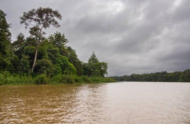 Borneo, Malezya 'nın tropikal yağmur ormanlarında bir nehir gezisinde. Geniş nehir boyunca yemyeşil bitki örtüsü ve büyük tropikal ağaçlar. Sabah ormanında kahverengi opak su. Gri yağmur bulutları gökyüzünde