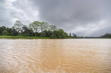 Borneo, Malezya 'nın tropikal yağmur ormanlarında bir nehir gezisinde. Geniş nehir boyunca yemyeşil bitki örtüsü ve büyük tropikal ağaçlar. Sabah ormanında kahverengi opak su. Gri yağmur bulutları gökyüzünde