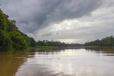 Borneo, Malezya 'nın tropikal yağmur ormanlarında bir nehir gezisinde. Geniş nehir boyunca yemyeşil bitki örtüsü ve büyük tropikal ağaçlar. Sabah ormanında kahverengi opak su. Gri yağmur bulutları gökyüzünde