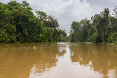 Borneo, Malezya 'nın tropikal yağmur ormanlarında bir nehir gezisinde. Geniş nehir boyunca yemyeşil bitki örtüsü ve büyük tropikal ağaçlar. Sabah ormanında kahverengi opak su. Gri yağmur bulutları gökyüzünde