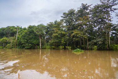 Borneo, Malezya 'nın tropikal yağmur ormanlarında bir nehir gezisinde. Geniş nehir boyunca yemyeşil bitki örtüsü ve büyük tropikal ağaçlar. Sabah ormanında kahverengi opak su. Gri yağmur bulutları gökyüzünde