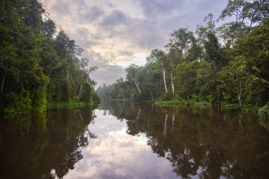 Borneo, Malezya 'nın tropikal yağmur ormanlarında bir nehir gezisinde. Geniş nehir boyunca yemyeşil bitki örtüsü ve büyük tropikal ağaçlar. Sabah ormanında kahverengi opak su. Gri yağmur bulutları gökyüzünde