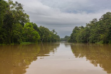 Borneo, Malezya 'nın tropikal yağmur ormanlarında bir nehir gezisinde. Geniş nehir boyunca yemyeşil bitki örtüsü ve büyük tropikal ağaçlar. Sabah ormanında kahverengi opak su. Gri yağmur bulutları gökyüzünde