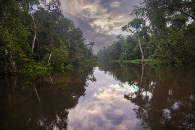 Borneo, Malezya 'nın tropikal yağmur ormanlarında bir nehir gezisinde. Geniş nehir boyunca yemyeşil bitki örtüsü ve büyük tropikal ağaçlar. Sabah ormanında kahverengi opak su. Gri yağmur bulutları gökyüzünde