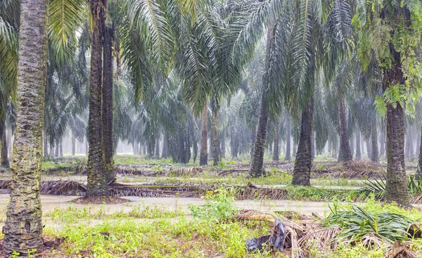 Palm Tree Plantation Heavy Rain Sabah Borneo Malaysia Much Rainforest — Stock Photo, Image