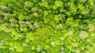 Aerial view top down directly above lush forest trees. View of the tree tops. Habitat for wild animals and endangered animal species. Dense  forest in the Canadian forest. Canada landscape protection
