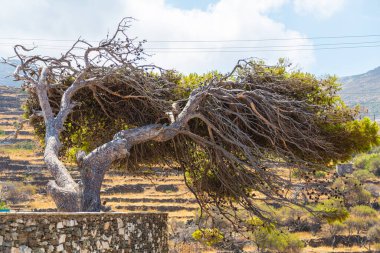Tinos adasındaki güçlü deniz rüzgarı tarafından bükülmüş ağaç. Yaşlı çürümüş ağaç bazen sert, fırtınalı Akdeniz 'in rüzgarında eğilir. Ege Denizi 'ndeki siklades takımadaları