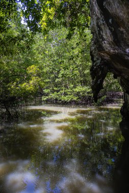 Langkawi Malezya adasındaki mangrov ormanı. Malezya 'daki Kilim Geoforest Parkı' nda yoğun bitki örtüsü. Dallardaki yeşil yapraklar suya yansıyor. Asılı bir kaya oluşumunu geçince.