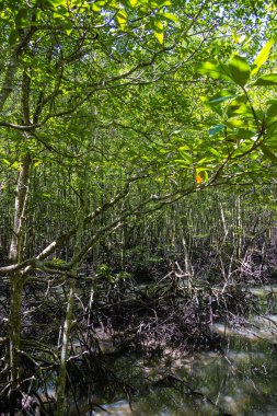 Langkawi Malezya adasındaki mangrov ormanı. Malezya 'daki Kilim Geoforest Parkı' nda geçilemez yoğun bitki örtüsü. Dallardaki yeşil yapraklar suya yansıyor. Sudaki gölgeler