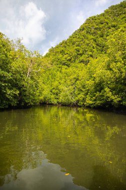 Malezya 'nın Langkawi adasındaki manzara ya da deniz manzarası. Turist botları Malezya adasının kıyılarında ve mangrov ormanlarında dolaşıyorlar. Tropikal ağaçlarla kaplı kayalar. Bereketli bitki örtüsü