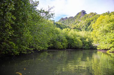 Malezya 'nın Langkawi adasındaki manzara ya da deniz manzarası. Turist botları Malezya adasının kıyılarında ve mangrov ormanlarında dolaşıyorlar. Tropikal ağaçlarla kaplı kayalar. Bereketli bitki örtüsü