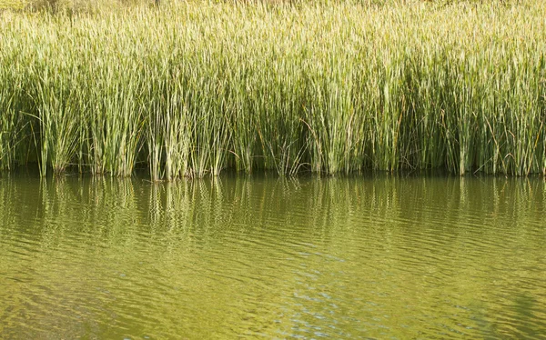 Reeds em uma lagoa de textura — Fotografia de Stock