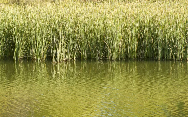 Reeds em uma lagoa de textura Imagem De Stock