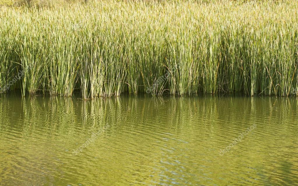 Water reeds texture Reeds in a pond for texture — Stock Photo