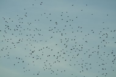 Mavi gökyüzü üzerinde kuş sürüsü