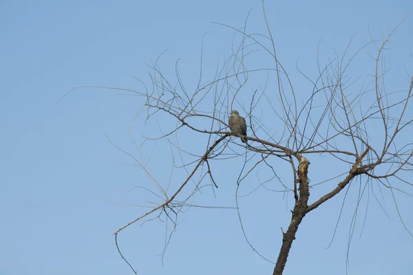 Rami di albero autunnale con pidgeon — Foto Stock