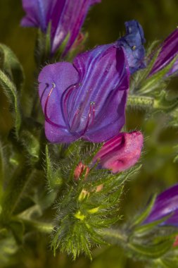 engerekler bugloss çiçek, echium vulgare
