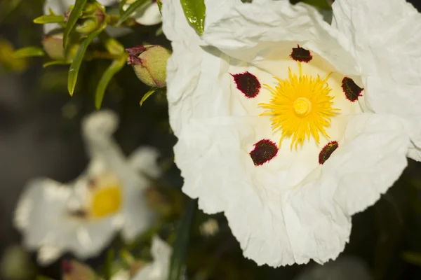Żmije bugloss kwiat, Żmijowiec zwyczajny — Zdjęcie stockowe