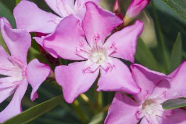 Nerium oleander punctatum çiçek