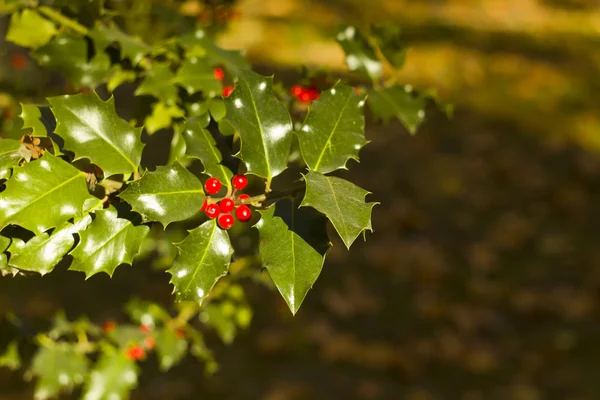 Holly tree pozadí Stock Fotografie